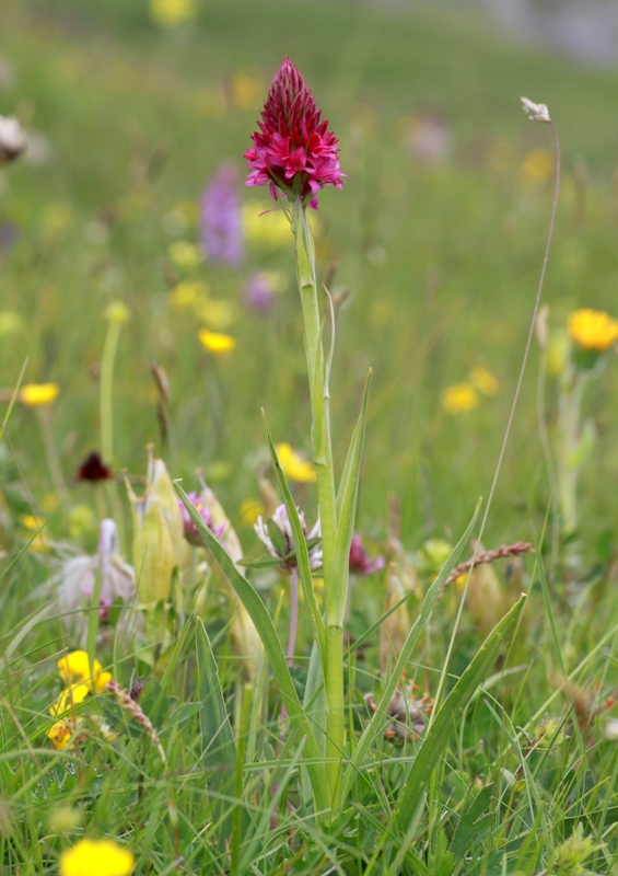 Nigritella, Dactylorhiza perverseemaltempo! Dolomiti luglio 2014.